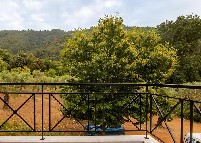 Evergreen Thassos